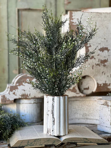 Shimmering Cedar Bush | 20