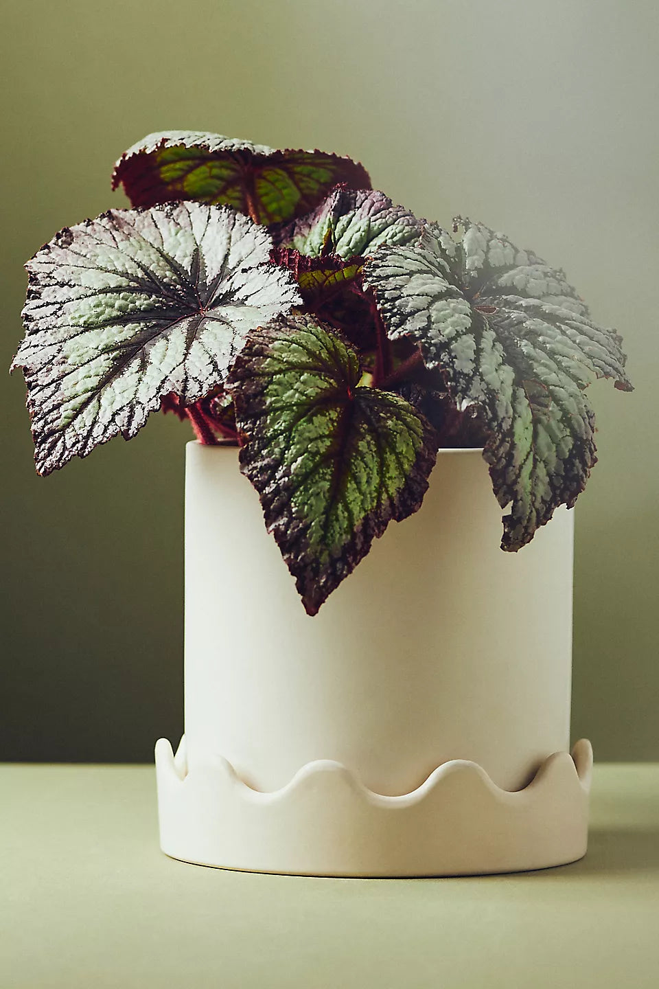 Pissaro Scalloped Ceramic Pot