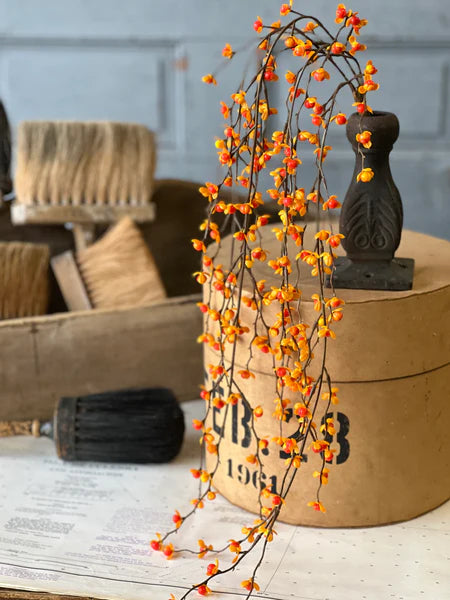 Briery Bittersweet Hanging | 27