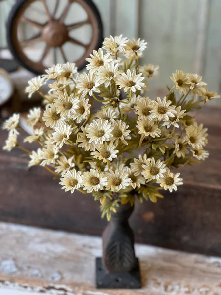 Ashdale Daisy Bush | 16