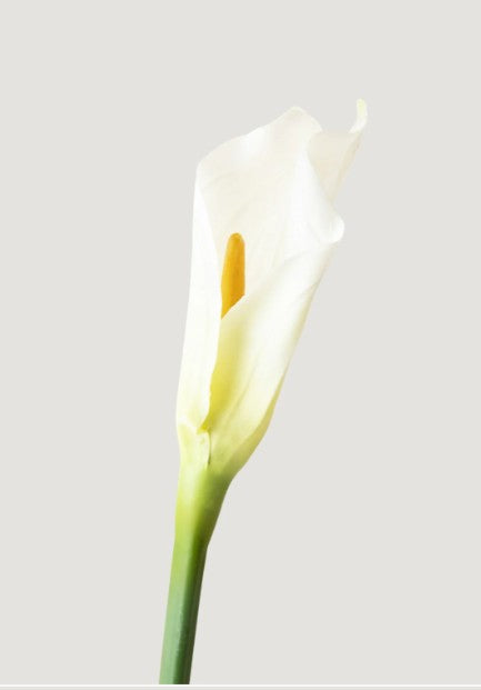 Calla Lily Stems in Cream 37