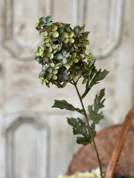 Coventry Hydrangea | 30