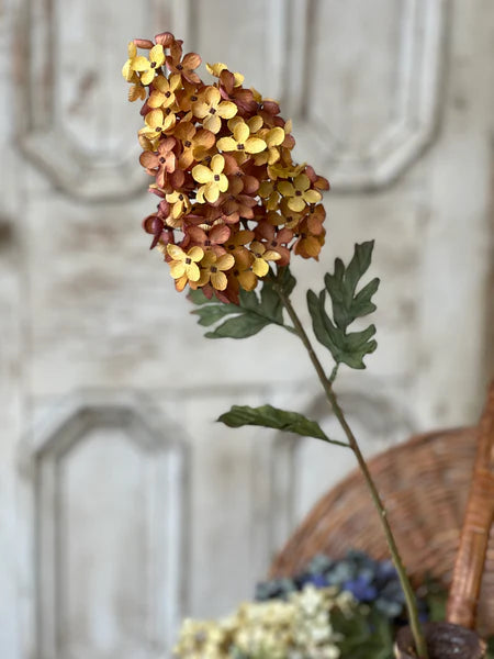 Coventry Hydrangea | 30