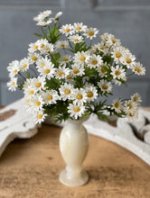 Load image into Gallery viewer, Curtsy Daisy Bush, 16"
