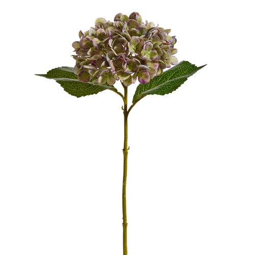 GREEN AND PURPLE HYDRANGEA STEM