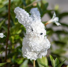 Load image into Gallery viewer, Hydrangea Bunny Pick in White
