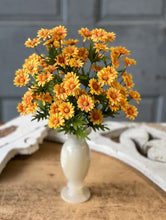 Load image into Gallery viewer, Curtsy Daisy Bush, 16"
