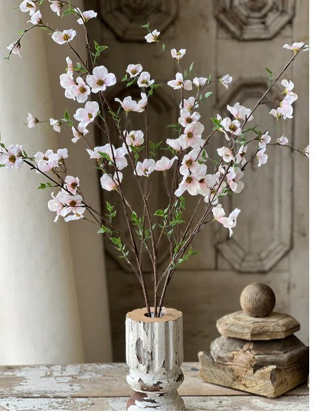 Pedigree Dogwood | 36