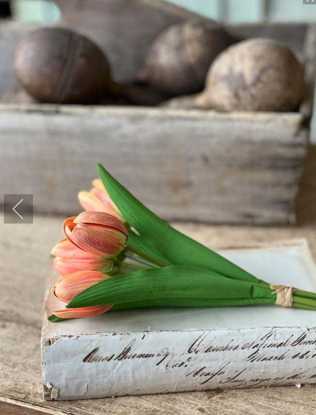 Poppet Tulip Bundle | 8.5