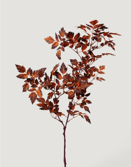 Ramosa Leaf Spray-Brown