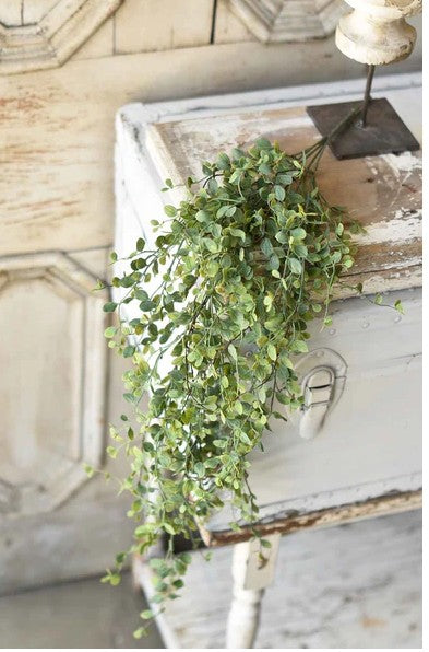 Seraph Vine Hanging Bush | 34