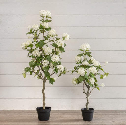 WHITE HYDRANGEA TREE