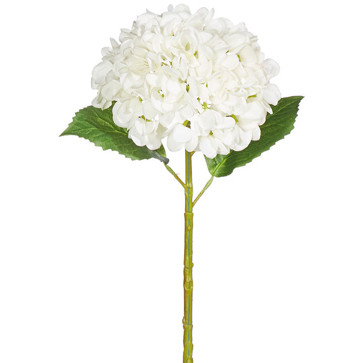 White Hydrangea Stem