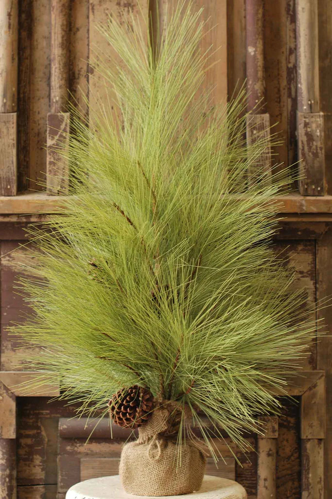 Long Needle Pine Tree with Cones | 30